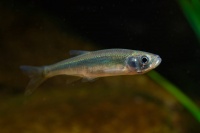 Slunka obecna - Leucaspius delineatus - Belica o0235